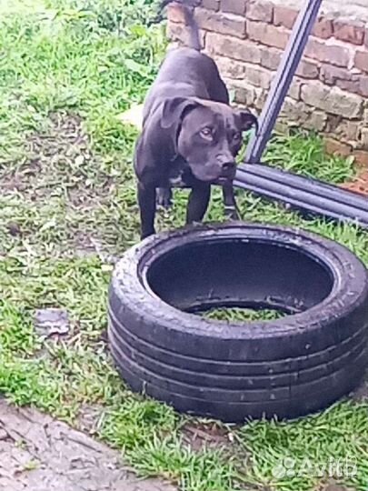 Питбуль. Вязка