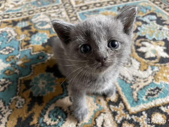 Котята британцы