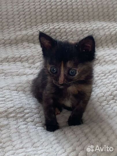 Котята в доброе руки