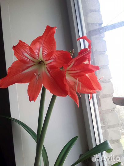 Гиппеаструм