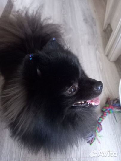 Молодой жених