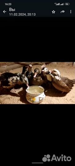 Продам индоуток