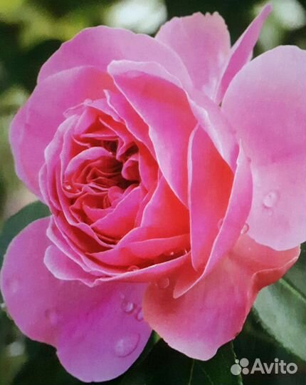 Роза парковая