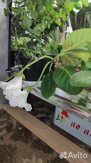 Глоксиния махровая