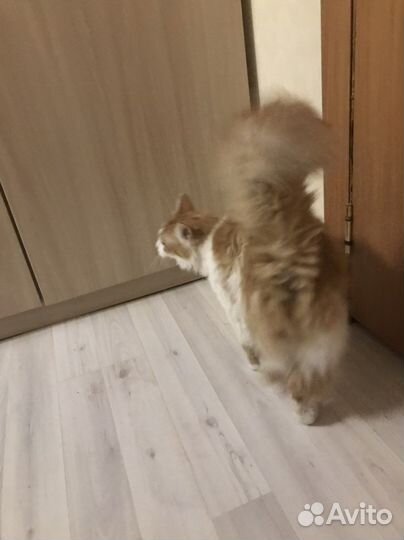 Персидская