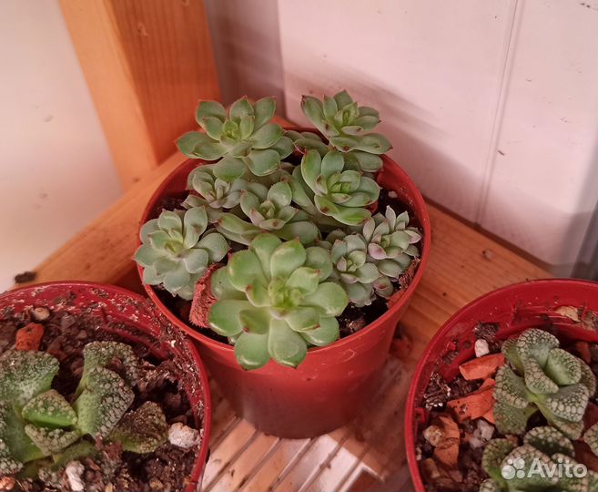 Кактусы и суккуленты