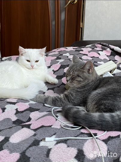 Отдам в добрые руки молодых кошек