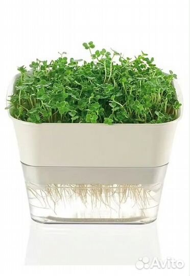 Набор для выращивания микрозелени