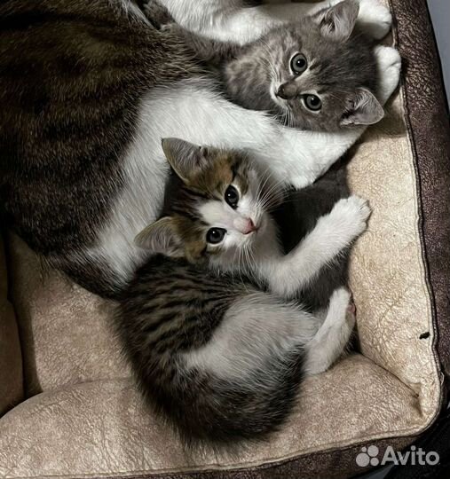 Котята в добрые руки