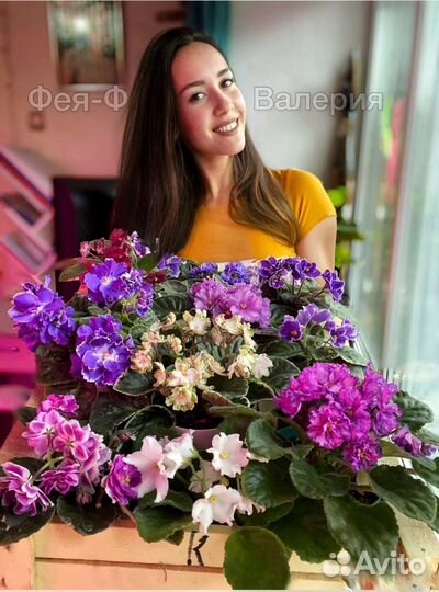 Сортовые фиалки от Феи-Фиалки Валерии
