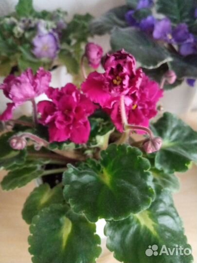 Фиалка, листики, детки