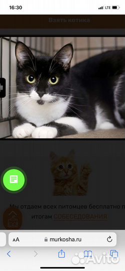 Кошка в дар бесплатно