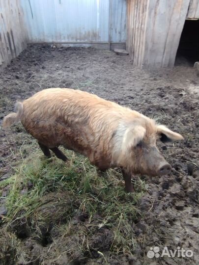 Свиноматки и хряк