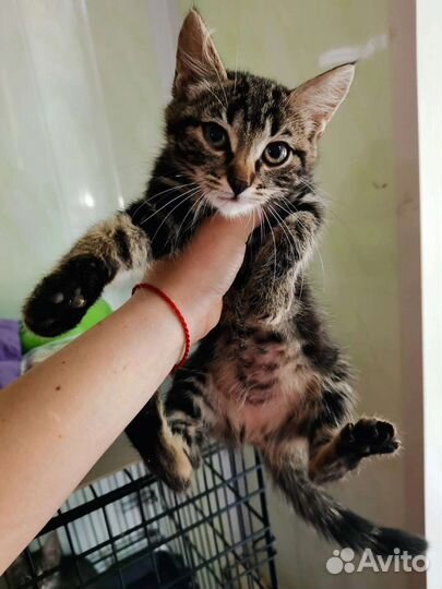 Котята леопардики в дар