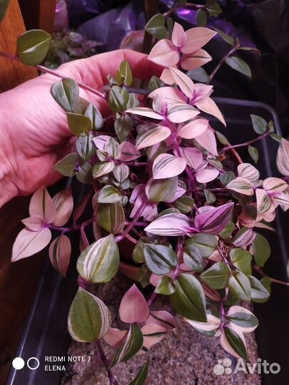 Традесканция Квадриколор