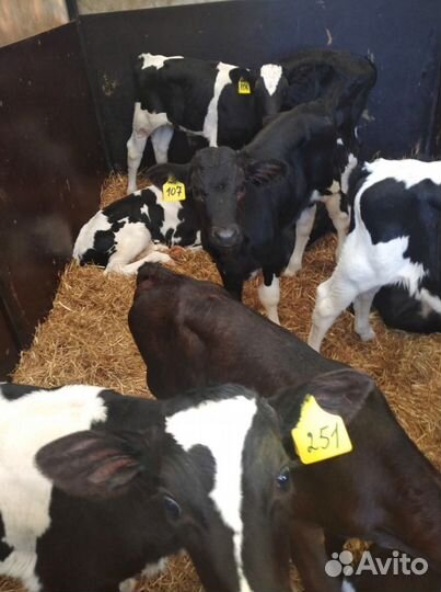 Телята доставка