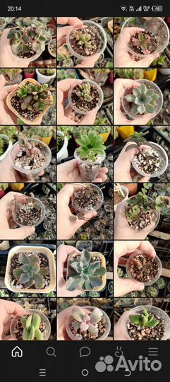 Суккуленты