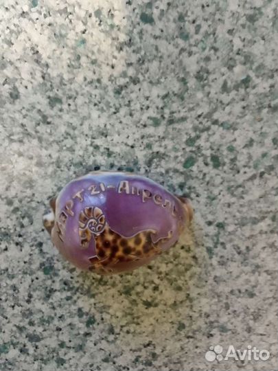 Ракушка овен