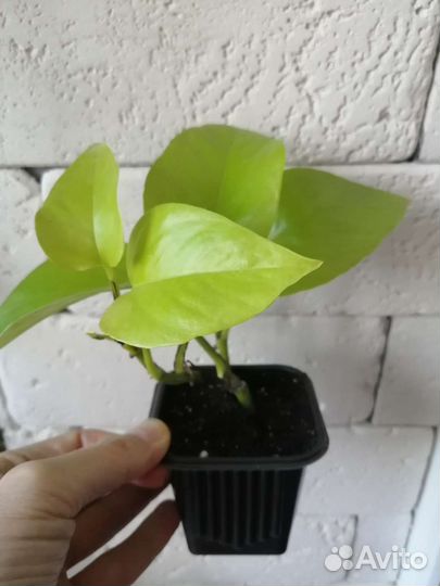 Сциндапсусы Марбл Квин и Неон