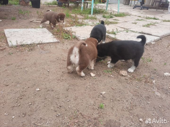 Щенки хаски бесплатно