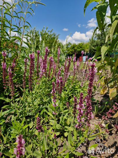 Многолетники по 100