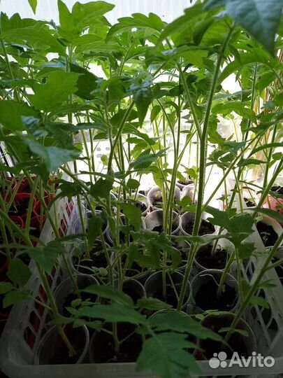 Рассада томатов для соления и салатов