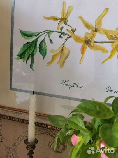 Ботаническая иллюстрация 