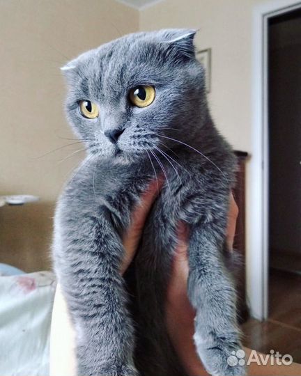Кошка вислоухая