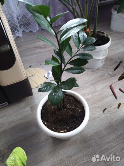 Домашние цветы