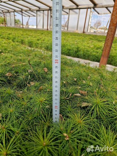 Сеянцы ели европейской зкс