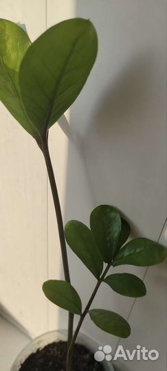 Замиокулькас