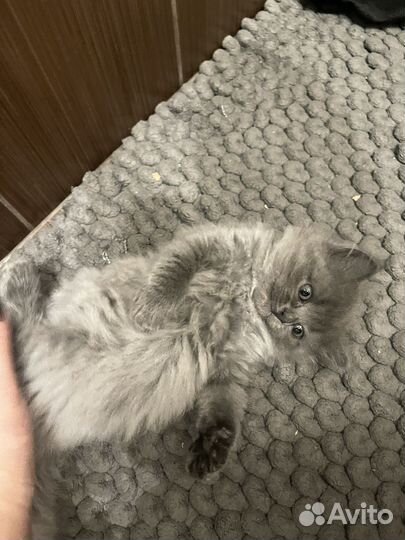 Британские котята