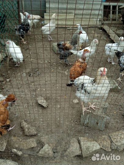 Куры петухи