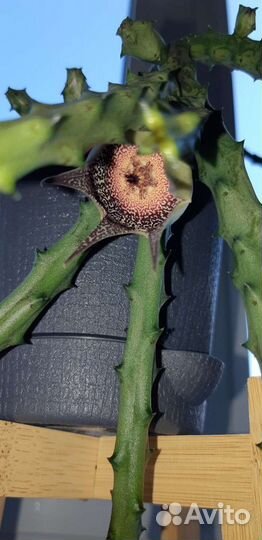 Кактусы и суккуленты