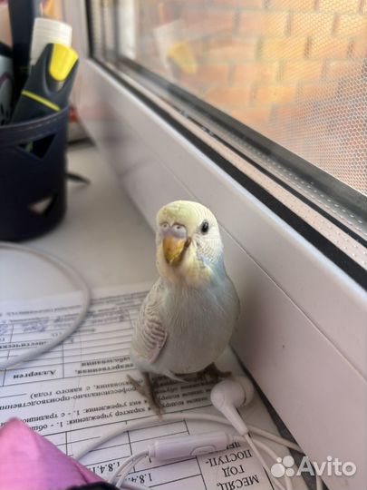 Птенцы волнистый попугай