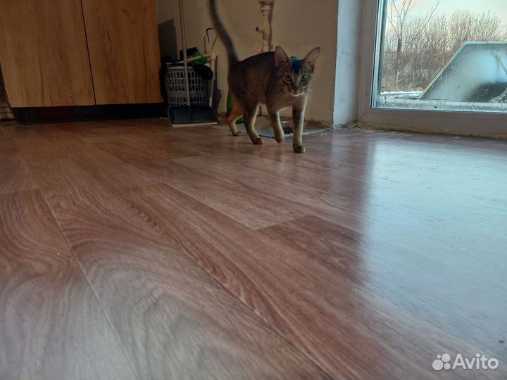 Абиссинская кошка