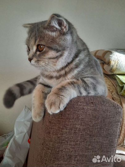 Отдам в добрые руки