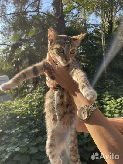 Котенок в добрые руки