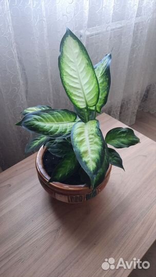 Диффенбахия Камилла