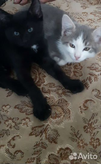 Кошка в дар бесплатно