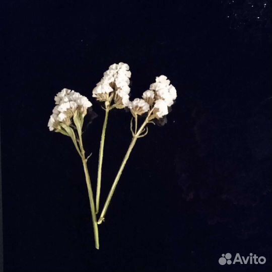 Сухоцвет Старица