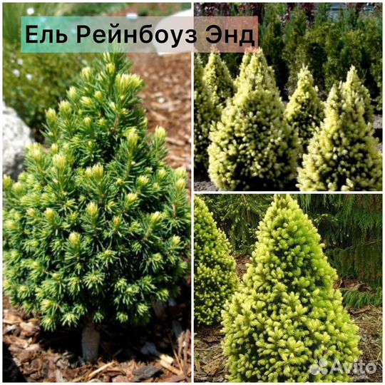 Ель Литл Джем, ель Рейнбоуз Энд