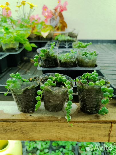 Крестовник роули, крестовник роули вариегатный