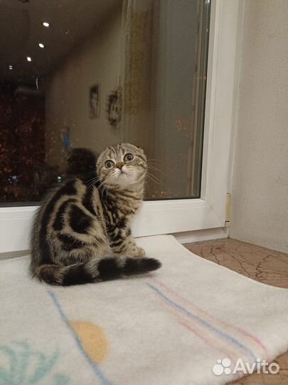 Шотландские вислоухие котята