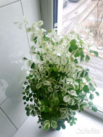 Брейния снежная