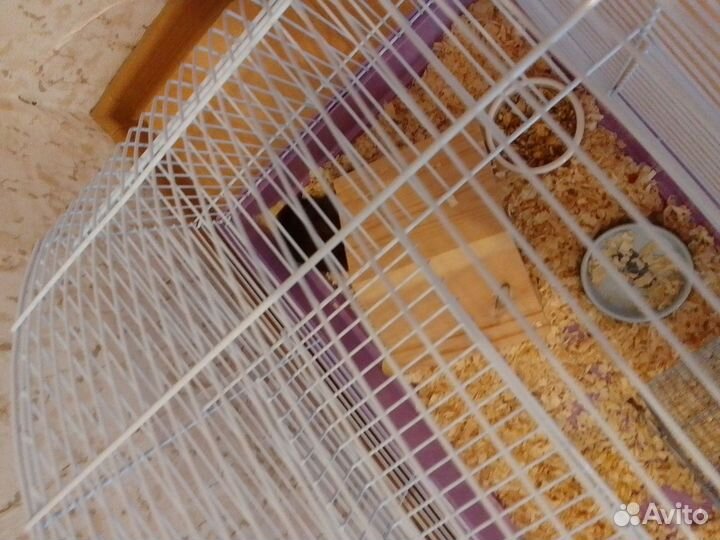 Сирийский хомяк с клеткой