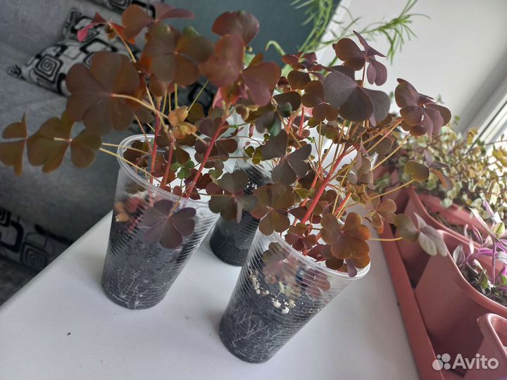 Кислица оксалис