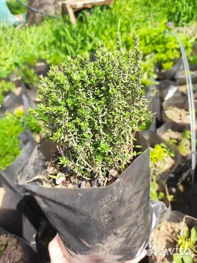 Тимьян (Чебрец)