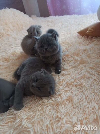 Плюшевые британцы