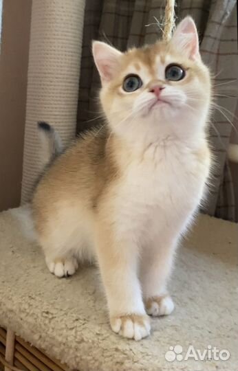 Британская золотая шиншилла ny12